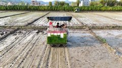 <strong>这能无效抵御“倒春寒”等晦气气候</strong>